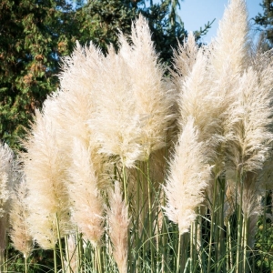 Trawa pampasowa Cortaderia selloana 'White Feather'
