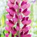Łubin trwały Lupinus polyphyllus Gallery series 'Rose Shades'