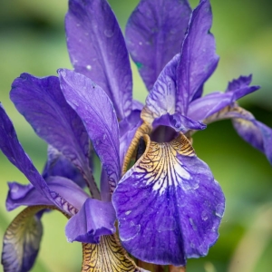 Kosaciec Niski 'Caesar's Brother' Iris Pumila 