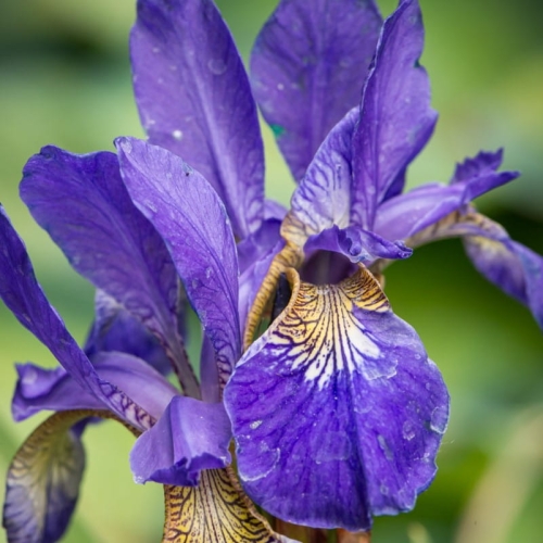iris1.jpg