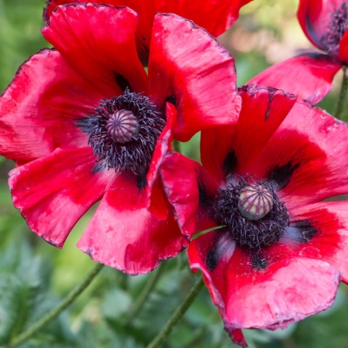 papaver-orientale-beauty-of-livermere-12.jpg
