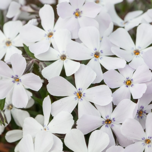 phlox-subulata-fabulous-white-light-rose-1.jpg