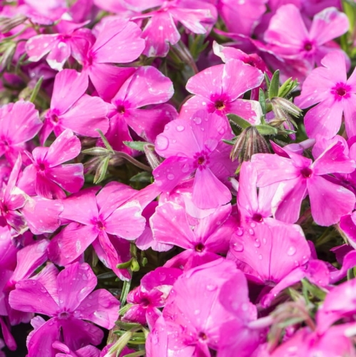 phlox-subulata-mc-daniel-s-cushion-2.jpg