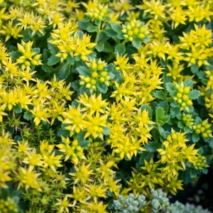 Rozchodnik  'Little Miss Sunshine' Sedum