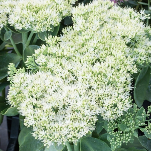 sedum-spectabile-stardust-4.jpg