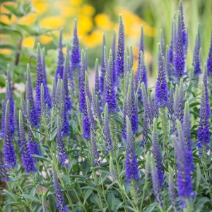 Przetacznik Kłosowy 'Anniversary Blue'  Veronica spicata  
