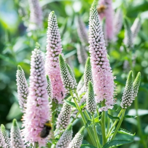 Przetacznik Kłosowy 'First Choice'  Veronica spicata   