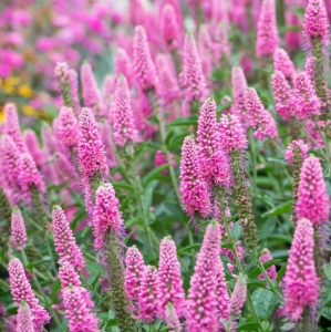 Przetacznik Kłosowy 'First Love'  Veronica spicata    
