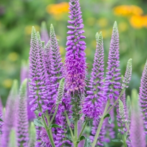 Przetacznik Kłosowy 'First Match'  Veronica spicata 