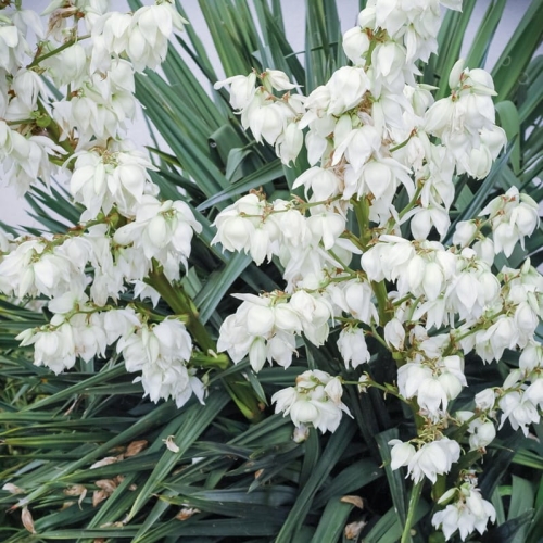 yucca_filamentosa_1.jpg
