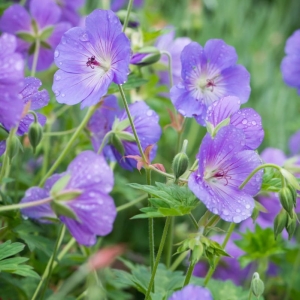 Bodziszek 'Rozanne' Geranium