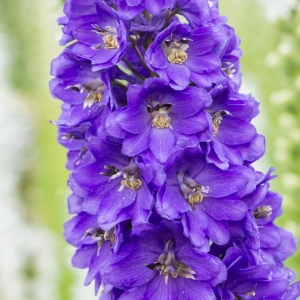 Ostróżka Delphinium Magic F. 'Dark Blue Black Bee' 