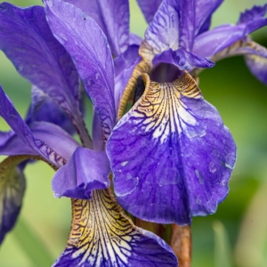 Kosaciec syberyjskiI ris sibirica 'Caesar's Brother' 