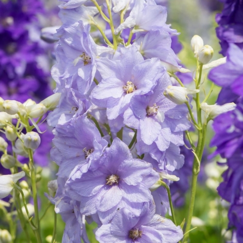 ostróżka delphinium-dignity-lilac-2.jpg