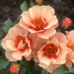 Róża See you® in Apricot