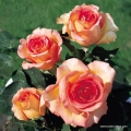 rose_orange_edelrose_fantasia-mondiale_kordes_01_2.jpg