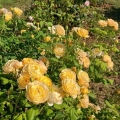 Rosa (H) Roald Dahl®2.jpg