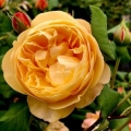 Rosa (H) Roald Dahl®3.jpg