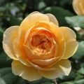 Rosa (H) Roald Dahl®4.jpg