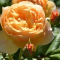 Rosa (H) Roald Dahl®5.jpg
