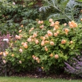 Rosa (H) Roald Dahl®6.jpg