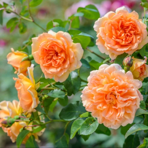 Rosa Dame Judi Dench3.jpg