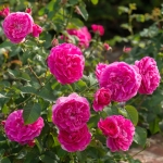 Róża England's Rose® 