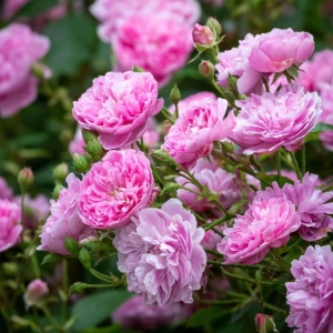 Róża Harlow Carr ®