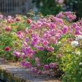 óża Harlow Carr ®