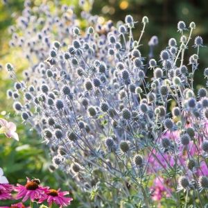 Mikołajek Płaskolistny 'Blue Cap' Eryngium planum 