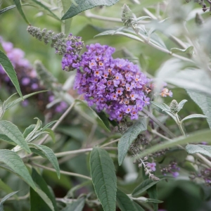 Budleja Dawida ' Lavender Cupcake '