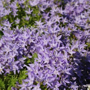Dzwonek Gargański ' Major ' Campanula Garganica 