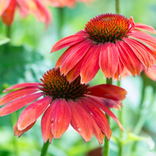 Jeżówka Purpurowa ' Lakota Red' Echinacea 1.jpg