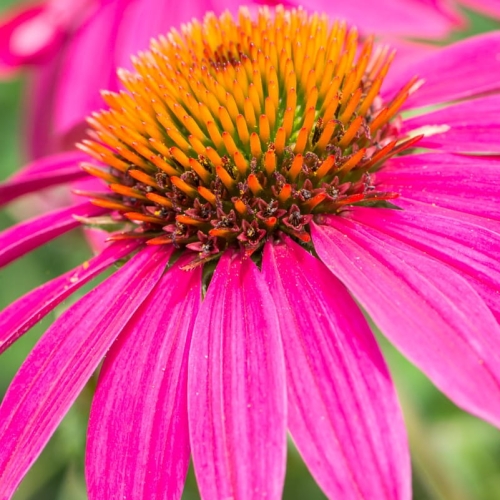 Jeżówka Purpurowa Lakota Rose Echinacea.jpg