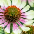 Jeżówka Purpurowa Green Twister Echinacea Purpurea 1.jpg