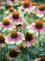 Jeżówka Purpurowa Green Twister Echinacea Purpurea 2.jpg