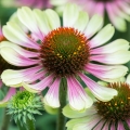 Jeżówka Purpurowa Green Twister Echinacea Purpurea 3.jpg
