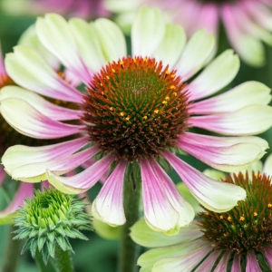Jeżówka Purpurowa Green Twister Echinacea Purpurea 