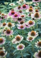 Jeżówka Purpurowa Green Twister Echinacea Purpurea 4.jpg