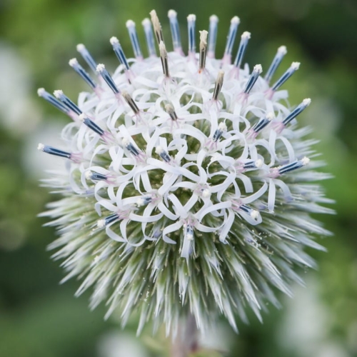 Przegorzan Kulisty Arctic Glow Echinops sphaerocephalus 1.jpg