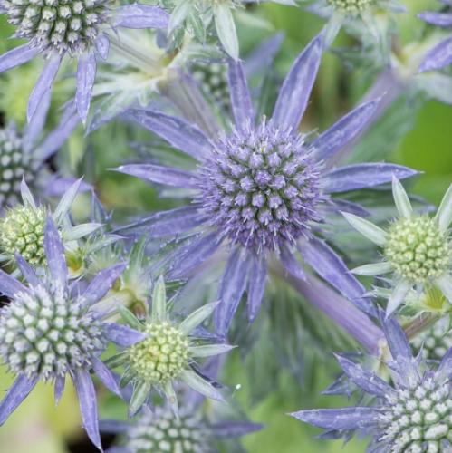 Mikołajek Płaskolistny Blue Hobbit Eryngium planum  1.jpg