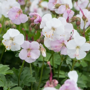 Bodziszek Kantabryjski Saint Ola Geranium x cantabrigense 