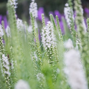 liatra kłosowa Floristan White  Liatris spicata 