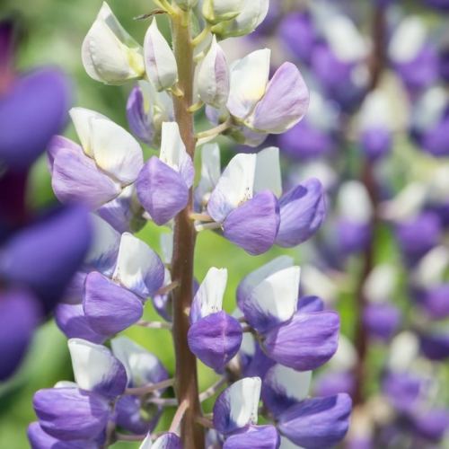 Łubin Trwały Legendary Blue Shades Lupinus Polyphyllus Gallery series 3.jpg