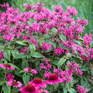 Pysznogłówka Ogrodowa Bee-Merry Monarda 