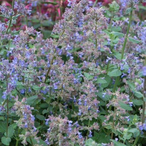 Kocimiętka Wielkokwiatowa Summer Magic Nepeta grandiflora 1.jpg