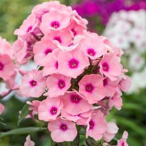 Płomyk Wiechowaty Phlox paniculata 'Famous Pink with Eye'  