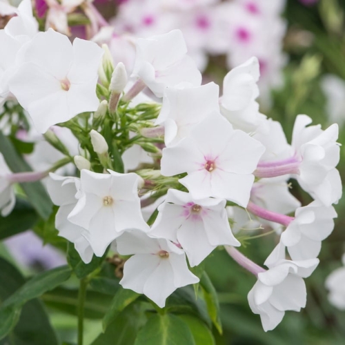 Płomyk Floks Wiechowaty Famous White Phlox subulata2.jpg
