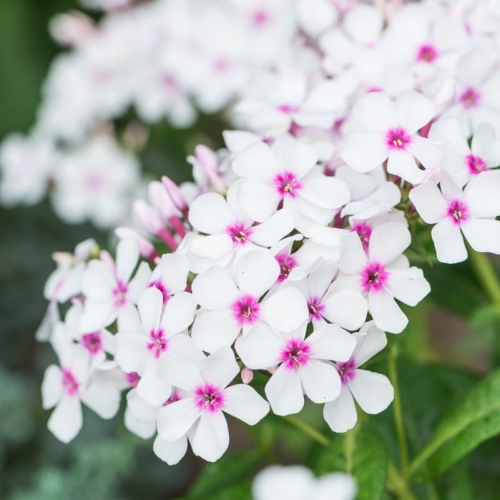 Płomyk Floks Wiechowaty Famous White With Eye Phlox subulata2.jpg