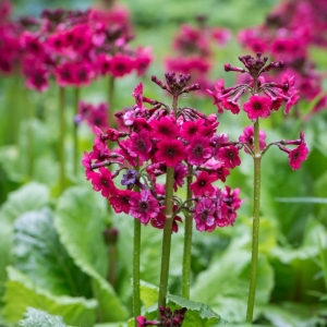 Pierwiosnek Japoński Miller's Crimson Primula japonica 